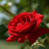 Tả cây hoa hồng nhung lớp 4