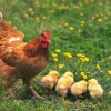 Soạn bài Gà mẹ và gà con nói gì với nhau?