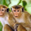 Soạn bài Vì sao khỉ nâu lại cười ?