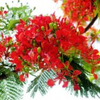 Những Bài Văn Tả Cây Cối Hay Nhất