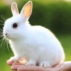 Thuyết minh về một con vật nuôi (con thỏ)