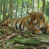 Nhớ rừng của Thế Lữ mượn lời con hổ bị nhốt trong vườn bách thứ để diễn tả sự sâu sắc nỗi chán ghét thực tại tầm thường, giả dối và niềm khao khát tự do một cách mãnh liệt