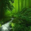 Soạn bài: Tập đọc Kì diệu rừng xanh