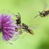 Tuần 13: Chính tả Hành trình của bầy Ong