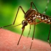 Bài 7: Phòng tránh các bệnh lây truyền do muỗi đốt