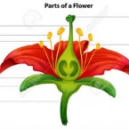 Bài 27: Sinh sản của thực vật có hoa