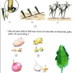 Bài 29: Cây con mọc lên từ một số bộ phận của cây mẹ