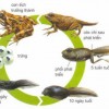 Bài 31: Sự sinh sản và quá trình phát triển của côn trùng, ếch