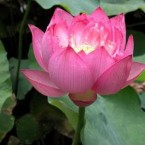 Kể lại một việc tốt mà em hoặc bạn đã làm