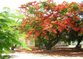 Tả cây phượng