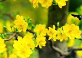 Biểu cảm về cây Mai