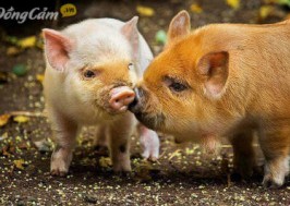 Những Bài Văn Tả Con Vật Hay Nhất