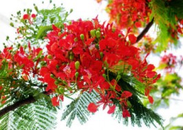 Những Bài Văn Tả Cây Cối Hay Nhất